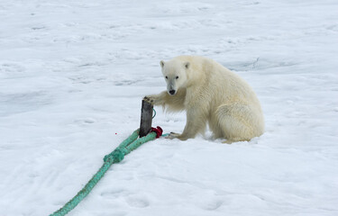 Polar Bear (Ursus maritimus) inspecting the rope and chewing on the pole of an expedition ship,...