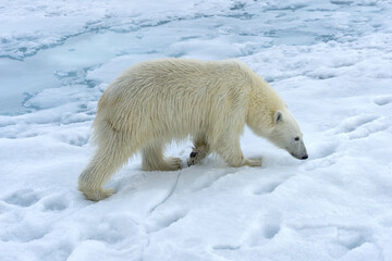 Naklejka na ściany i meble Polar Bear (Ursus maritimus) walking over pack ice, Svalbard Archipelago, Norway
