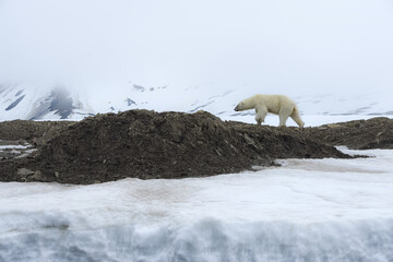 Female polar bear (Ursus maritimus) walking on the ridge of a glacier, Spitsbergen Island, Svalbard...