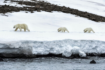 Fototapeta na wymiar Female polar bear (Ursus maritimus) followed by two yearling cubs walking on the ridge of a glacier,Spitsbergen Island, Svalbard Archipelago, Norway
