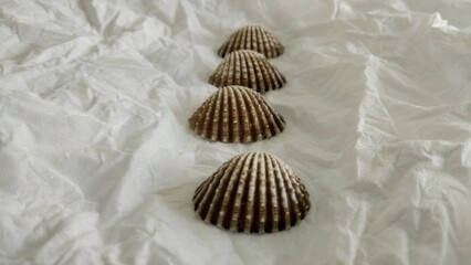 Shell with blurred object and white background for pattern, decorative elements, vector illustration, Coloring book page, fashion design, business card, wedding invitations, greeting cards, gift vouch