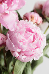 Beautiful bunch of fresh Pastel colored Pink peonies in full bloom in vase with white background