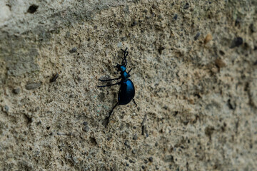 Closeup photo of a blue beetle on stone