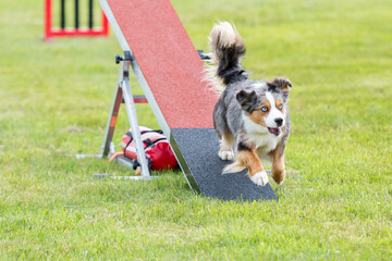Dog agility competition, dog on the see saw