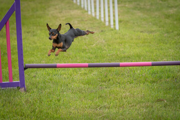 Dog jumping during an agility competition