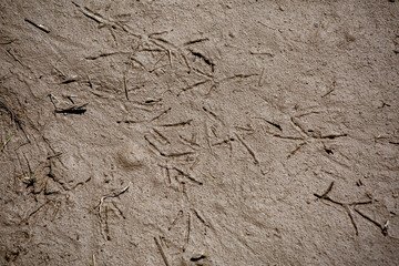Drying soil in the footprints of birds