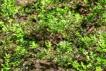 flowering blueberry bushes in the forest