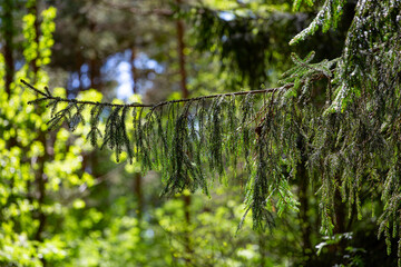 Spruce branch in the sun