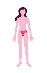 Woman with drawn reproductive system on white background. Anatomy concept