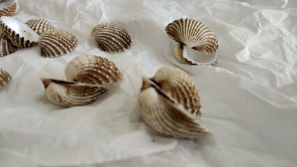 Shell with blurred object and white background for pattern, decorative elements, vector illustration, Coloring book page, fashion design, business card, wedding invitations, greeting cards, gift vouch