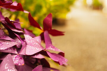 雨上りの赤い花