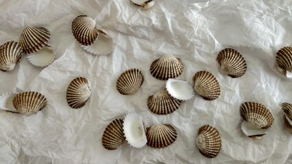 Shell with blurred object and white background for pattern, decorative elements, vector illustration, Coloring book page, fashion design, business card, wedding invitations, greeting cards, gift vouch