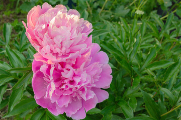 Pink peony flowers on a green bush in a summer garden on a sunny day close-up