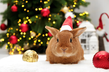 Cute brown bunny wearing Santa hat,looking at camera by Christmas tree.New 2023 Year of rabbit...