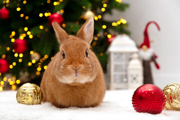 Cute brown bunny near Christmas tree,decoration,looking at camera.New 2023 Year of rabbit according to Chinese,east calendar.Adorable pet animal, celebrating Christmas holiday,festive card