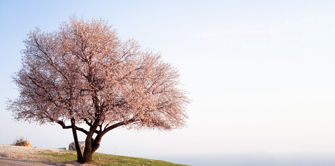 Beautiful blooming pink tree sakura,cherry or apple at spring sunset on backgrounf of light blue sky.Beauty in nature concept.Copy space