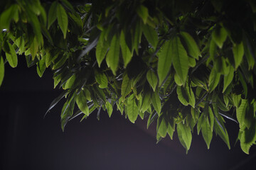 夜の街路樹の葉