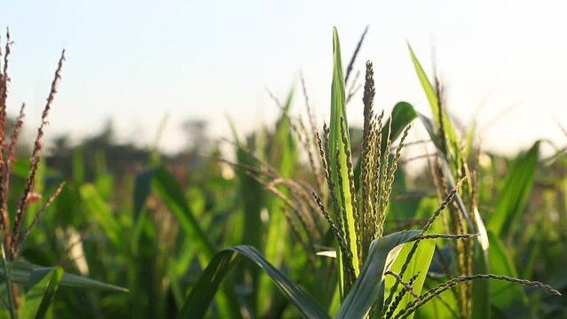 Close up corn flower in the corn field at afternoon with golden light