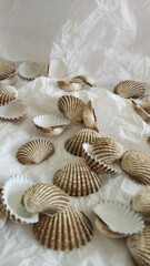 Shell with blurred object and white background for pattern, decorative elements, vector illustration, Coloring book page, fashion design, business card, wedding invitations, greeting cards, gift vouch