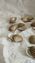 Shell with blurred object and white background for pattern, decorative elements, vector illustration, Coloring book page, fashion design, business card, wedding invitations, greeting cards, gift vouch