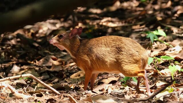 Seriously eating some fallen fruits on the forest floor while the camera tilt downwards, Lesser Mouse-deer Tragulus kanchil, Khaeng Krachan National Park, Thailand.
