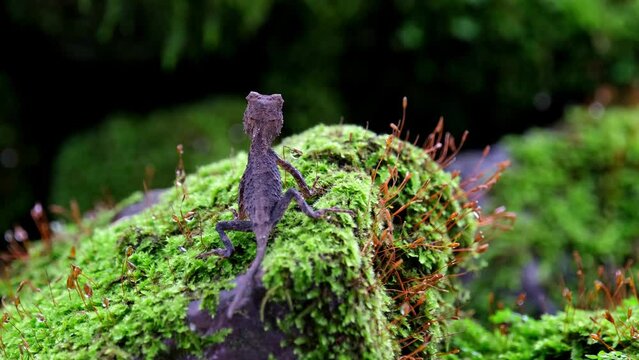 Looking towards the dark of a crevasse of rocks covered with moss while looking towards the left and the right,  Brown Pricklenape Acanthosaura lepidogaster, Khao Yai National Park.