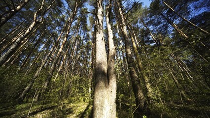 Spring Forest. View from below with a slider.