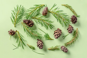 Layout of cones and needles of conifers trees on a green background