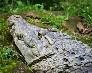 The saltwater crocodile, Crocodylus porosus is a crocodilian native to saltwater habitats and brackish wetlands
