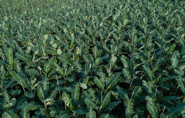 Aerial view of banana trees growing at field