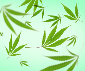 Flying hemp leaves on light green background
