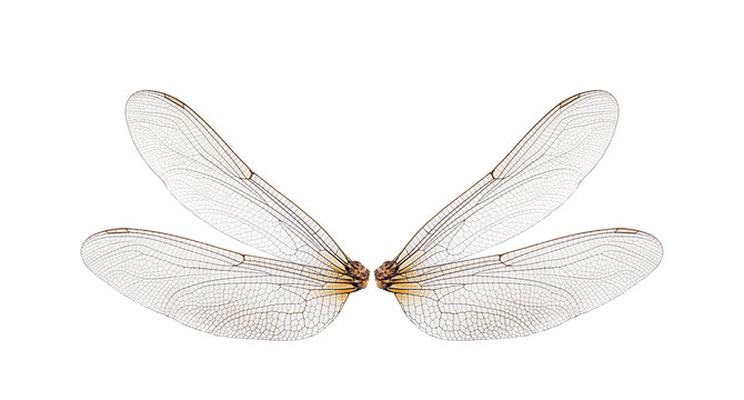 dragonfly insect wings on white background,isolated