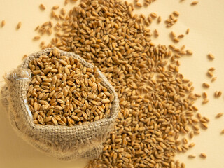Dry durum wheat grains in a bag and scattered nearby. The concept of a big harvest or a global crisis, lack of bread, background. View from above