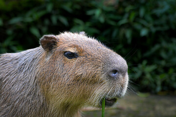 The capybara or greater capybara, Hydrochoerus hydrochaeris is a giant cavy rodent and it is the largest living rodent and a member of the genus Hydrochoerus.