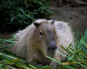 The capybara or greater capybara, Hydrochoerus hydrochaeris is a giant cavy rodent and it is the largest living rodent and a member of the genus Hydrochoerus.