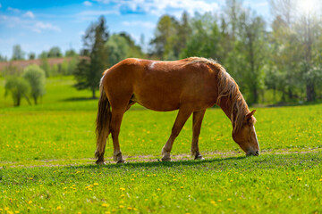 Obraz premium A beautiful brown horse grazes on a flowering sunny meadow in a field. Purebred mare on pasture in summer. Landscape, wallpaper.