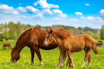 A mare with a foal are grazing in a beautiful  valley on a flowering meadow.  Family concept. Landscape.