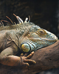 The green iguana, Iguana iguana, also known as the American iguana or the common green iguana, is a large, arboreal, mostly herbivorous species of lizard of the genus Iguana.