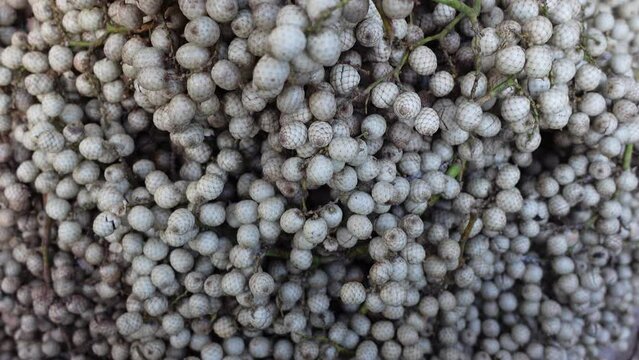 Tropical fruit Calamus tenuis or Canella berries. This climbing palm fruit of some species of Cane tree is edible when ripe. A rare medicinal species are known as bet fruit in Bangladesh. 