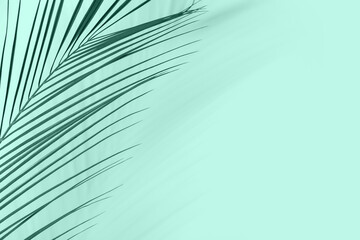Tropical palm leaf on mint background