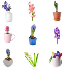 Set of beautiful hyacinth flowers on white background