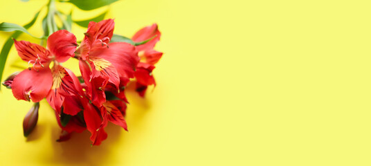 Beautiful bouquet of alstroemeria flowers on yellow background with space for text