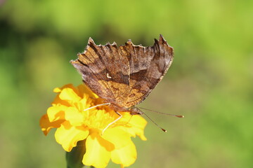 秋の日本の庭に咲く黄色いマリーゴールドの花の蜜を吸うキタテハ