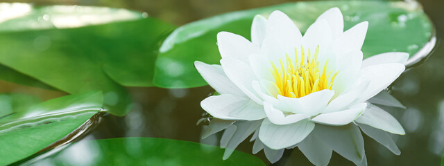 Beautiful blooming lotus flower on water. Banner for design