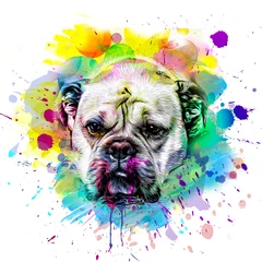 Ingelijste posters abstract colored dog muzzle isolated on colorful background © reznik_val