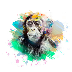 colorful artistic monkey muzzle with bright paint splatters on white background color art