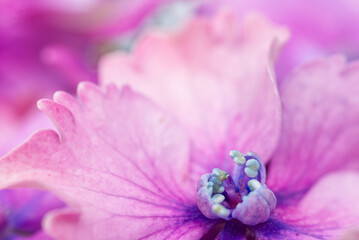 Hydrangea flower close up on one floret