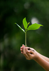 Close up kid's hands holding small tree for planting. little tree with blurred background. concept planting tree, go green save world, earth day, 