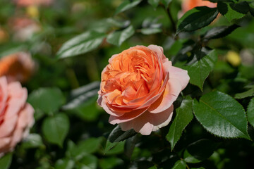 Blooming rose bud. Summer flower close-up. Floral background. Nature in the flowerbed. Gardening. Rose petals in the garden. Gently beige orange rose color.