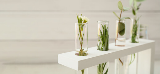 Test tubes with plants on light background, closeup
